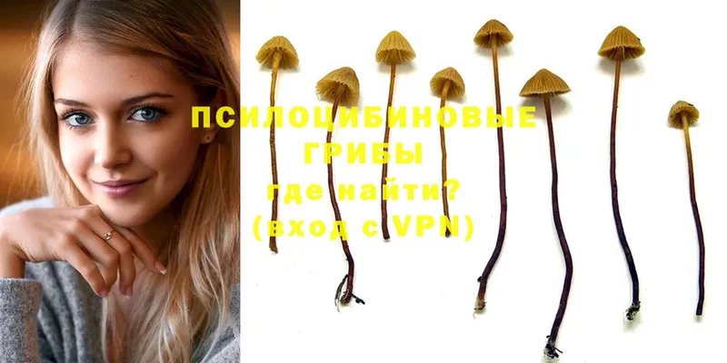 кракен маркетплейс  Ардон  Галлюциногенные грибы Psilocybe 